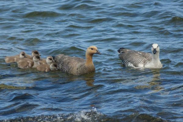 Bleaker Island Upland goose family swimming